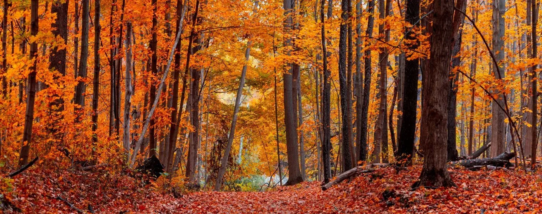 Autumn Glow Up – Five ways to get your property ready to sell this Autumn. - DNG Estate Agents