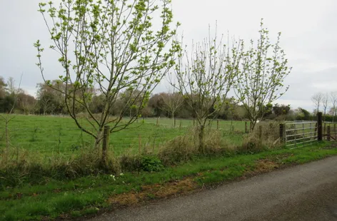 Burnetts Wood, Killeigh, Co. Offaly - DNG