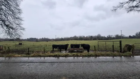 Gorteen, Mullingar, Co. Westmeath -  DNG