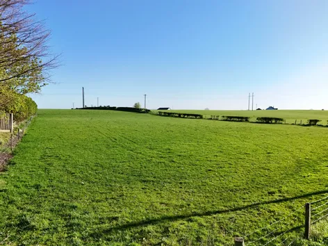 Wood Of O, Tullamore, Co. Offaly -  DNG